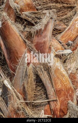 Vue rapprochée de l'écorce du palmier, texture naturelle. Banque D'Images