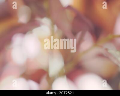 Abstrait doux foyer de fleurs dans un jardin pour un fond dans les tons rose et orange. Banque D'Images