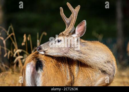 Un buck de cerf à queue noire se fait dans la lumière du soleil chaude sur Salt Spring Island, Colombie-Britannique, Canada. Banque D'Images