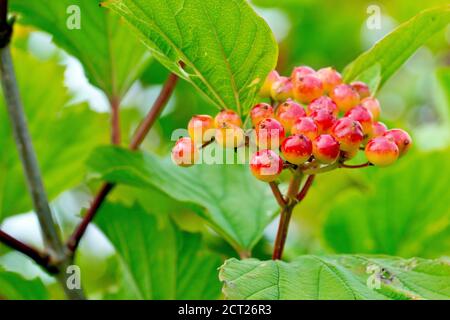 Guelder Rose (viburnum opulus), gros plan d'un groupe de baies rouges mûrissant à l'extrémité d'une branche. Banque D'Images