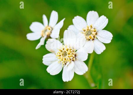 Sneezewort (achillea ptarmica), gros plan montrant les fleurs isolées sur un fond vert hors foyer. Banque D'Images