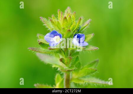 Wall Speedwell (veronica arvensis), gros plan montrant les minuscules fleurs bleues que la plante produit, isolées sur un fond vert Uni. Banque D'Images