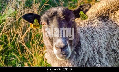 Un mouton brun avec beaucoup de laine sur le pâturage et regarder à la caméra. Chaude journée ensoleillée, vert frais et longue herbe jaune séchée sur fond flou, Clo Banque D'Images