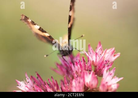 Le petit Tortoiseshell est un papillon bien connu en Grande-Bretagne et en Irlande, vu au printemps et à l'automne. Banque D'Images