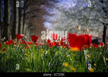 Fleurs sauvages, tulipes, tasses à beurre et pissenlits, à l'extérieur de Kings College à Cambridge, au Royaume-Uni Banque D'Images