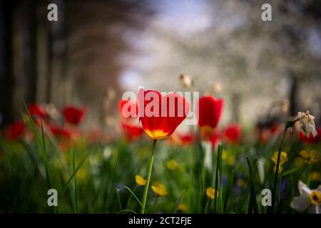 Fleurs sauvages, tulipes, tasses à beurre et pissenlits, à l'extérieur de Kings College à Cambridge, au Royaume-Uni Banque D'Images