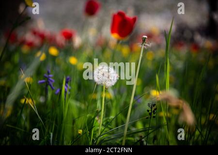 Fleurs sauvages, tulipes, tasses à beurre et pissenlits, à l'extérieur de Kings College à Cambridge, au Royaume-Uni Banque D'Images