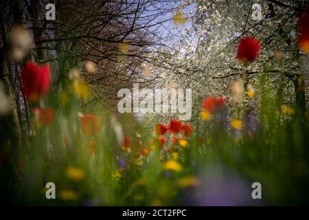 Fleurs sauvages, tulipes, tasses à beurre et pissenlits, à l'extérieur de Kings College à Cambridge, au Royaume-Uni Banque D'Images