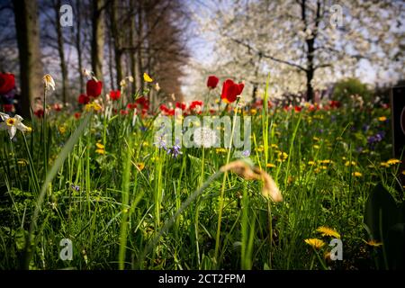 Fleurs sauvages, tulipes, tasses à beurre et pissenlits, à l'extérieur de Kings College à Cambridge, au Royaume-Uni Banque D'Images