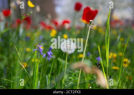 Fleurs sauvages, tulipes, tasses à beurre et pissenlits, à l'extérieur de Kings College à Cambridge, au Royaume-Uni Banque D'Images