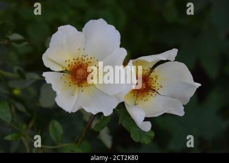 Gros plan des roses blanches pour chiens (Rosa canina). Banque D'Images