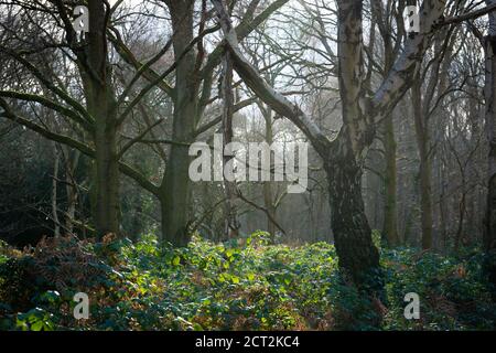 Scène de forêt d'hiver à Surrey, Royaume-Uni Banque D'Images