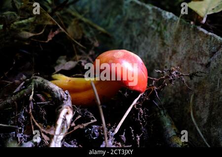 Capuchon rouge et tige orange d'un champignon (Hygrocybe reidii?) Croissance parmi les racines des arbres dans une forêt près de Val-des-Monts, Québec, Canada. Banque D'Images