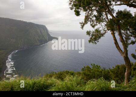 Waipi'o Valley Homakua Coast, Hawaï Banque D'Images