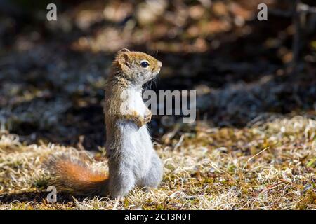 Écureuil roux d'Amérique (Tamiasciurus hudsonicus), Cherry Hill, Nouvelle-Écosse, Canada Banque D'Images