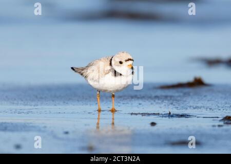 Pluvier siffleur (charadrius melodus) se faufile le long de la ligne de marée, Cherry Hill Beach, Nouvelle-Écosse, Canada, Banque D'Images