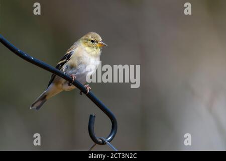 Femme American Goldfinch (Carduelis tristis) perchée sur un poteau, Cherry Hill, Nouvelle-Écosse, Canada, Banque D'Images