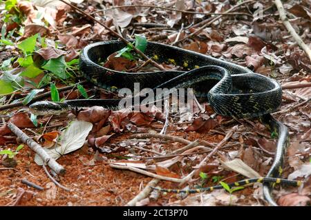 Serpent à griffes pour chats Banque D'Images