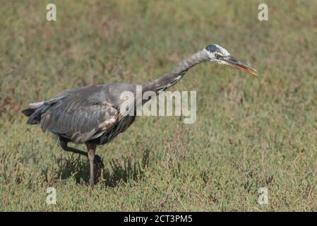 Un grand héron bleu (Ardea herodias) traverse un marais dans la baie est de la Californie pour chasser les poissons et autres petits animaux. Banque D'Images