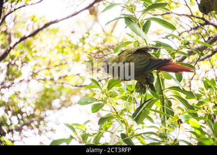 Parakeet Austral (alias Austal Conure, ou Parakeet Emeraude, Enicognathus ferrugineus), Parc national de Tierra Del Fuego, Ushuaia, Patagonie, Argentine, Amérique du Sud Banque D'Images