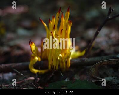 Le champignon des fusées d'or (Clavulinopsis fusiformis) pousse dans une forêt québécoise, Val-des-Monts, Canada. Banque D'Images