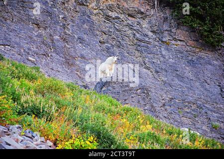 Chèvre de montagne (oreamnos americanus) blanc, fourrure sur le mont Timpanogos randonnée pédestre sac à dos Timpooneke Trail dans la forêt nationale Uinta Wasatch cache, U Banque D'Images