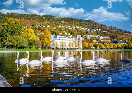 Store Lungegårdsvannet dans l'après-midi et les nuages ciel, les montagnes reflétant l'eau avec des cygnes et des canards nageant à la ville de bergen, en Norvège Banque D'Images