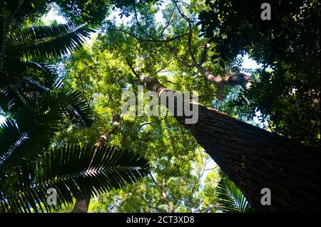 Tall Tree in the Forest sur Fraser Island, Queensland, Australie Banque D'Images
