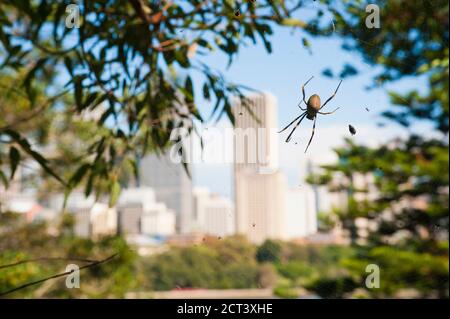 Araignée d'orbe-Weaver côtière féminine (Nephila plumipes) dans les jardins botaniques de Sydney, Nouvelle-Galles du Sud, Australie Banque D'Images