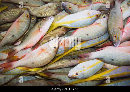 Industrie de la pêche los roques venezuela Banque D'Images