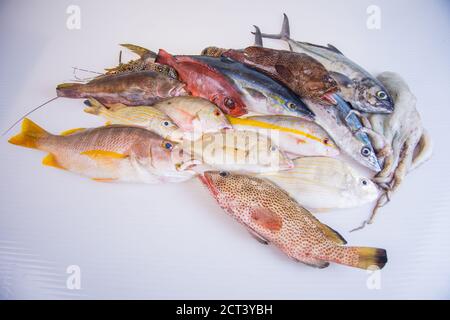 Alimentation: Groupe de fruits de mer frais sains, crus, pris d'en haut sur fond blanc. La composition comprend le poisson jaune queue Snapper, Great Barracuda, lobs Banque D'Images