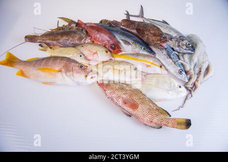 Alimentation: Groupe de fruits de mer frais sains, crus, pris d'en haut sur fond blanc. La composition comprend le poisson jaune queue Snapper, Great Barracuda, lobs Banque D'Images