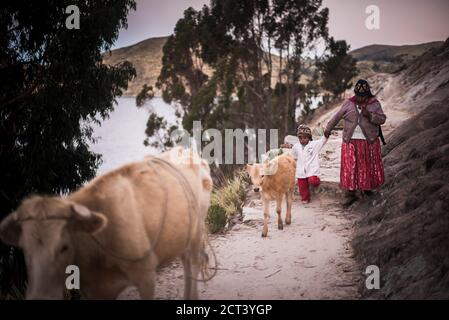 Chollita au village de Challapampa, Isla del sol (île du Soleil), Lac Titicaca, Bolivie, Amérique du Sud Banque D'Images