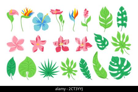 Ensemble de dessins animés de fleurs et de feuilles exotiques. Plantes plates tropicales abstraites. Collection Monstera, palmier et fleurs sauvages. Jungle verte hawaïenne dessinée à la main. Illustration vectorielle sur fond blanc Illustration de Vecteur