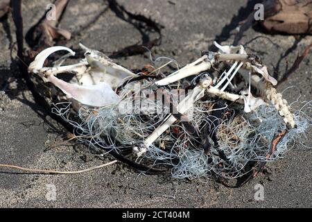 Les os morts d'oiseaux de mer s'entremmêlés dans la ligne de pêche Banque D'Images