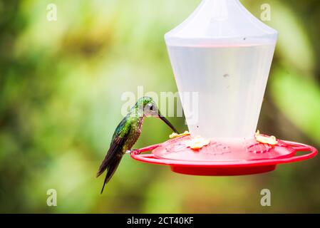 Nourrissage d'oiseaux-mouches dans un mangeoire à oiseaux-mouches à Mashpi Lodge, Choco Cloud Forest, Équateur, Amérique du Sud Banque D'Images