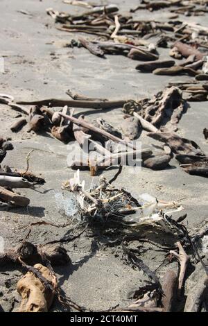 Les os morts d'oiseaux de mer s'entremmêlés dans la ligne de pêche Banque D'Images