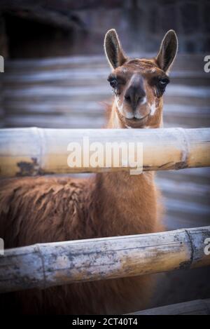 Llama à San Antonio de Pichincha, Quito, Equateur, Amérique du Sud Banque D'Images