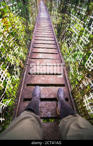 Amazon Rainforest Canopy Walk à Sacha Lodge, Coca, Equateur, Amérique du Sud Banque D'Images