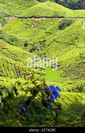 Plantation de thé à Cameron Highlands, Malaisie, Asie du Sud-est Banque D'Images