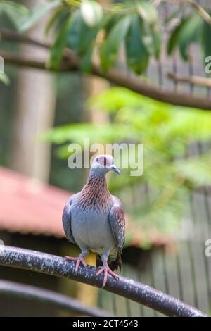 Le pigeon moucheté (Columba guinée), ou pigeon roc africain, est un pigeon qui est un oiseau reproducteur résident dans une grande partie de l'Afrique du Sud. Banque D'Images
