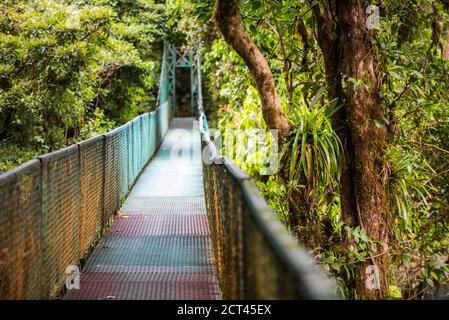 La réserve de la Forêt Nuageuse de Monteverde, vu de Selvatura ponts suspendus à la cime, le Costa Rica, Amérique Centrale Banque D'Images