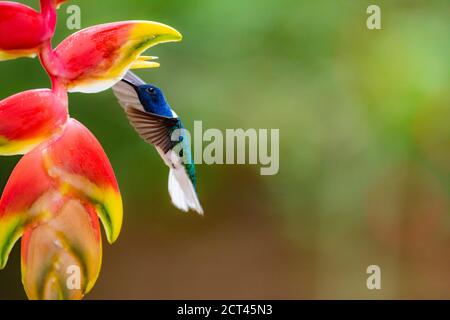 Jacobin à col blanc (Florisuga mellivora aka Collared Hummingbird) Boca Tapada, province d'Alajuela, Costa Rica Banque D'Images