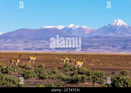 Paysage pittoresque avec vicunas paître sur l'altiplano bolivien un arrière-plan de magnifiques volcans Banque D'Images