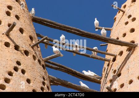 Pigeons blancs assis sur les poteaux des tours d'oiseaux dans le village culturel de Katara à Doha, au Qatar Banque D'Images