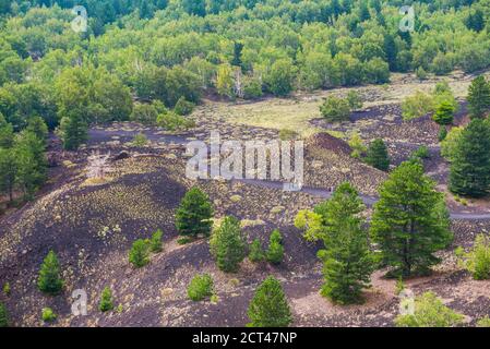 Volcan de l'Etna, forêt sur un vieux flux de lave, Sicile, site classé au patrimoine mondial de l'UNESCO, Italie, Europe Banque D'Images