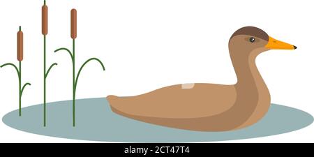 Canard colvert. Chasse pour un jeu. Isolé sur un fond blanc. Illustration de Vecteur