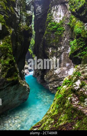 Canyon de la rivière Tolminka, Gorges de Tolmin, Parc national de Triglav (Parc Triglavski Narodni), Slovénie, Europe Banque D'Images