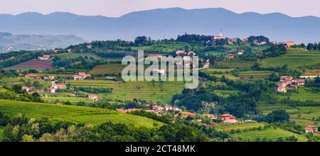 Vignobles à Goriska Brda, avec Chiesa di San Floriano del Collio au sommet de la colline, Goriska Brda (Gorizia Hills), Slovénie, Europe Banque D'Images