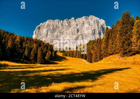 La majestueuse face rocheuse du Sassolungo avec un cadre de couleurs automnales, la vallée de Gardena, les Dolomites Banque D'Images